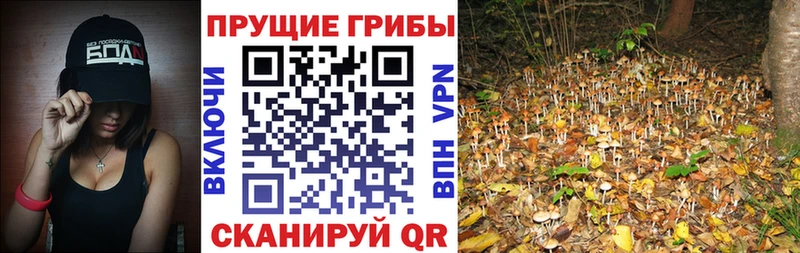 Галлюциногенные грибы Psilocybine cubensis  закладки  Стрежевой 